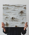 Sharp Birch Bark