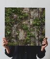 Iconic Moss Covered Wood